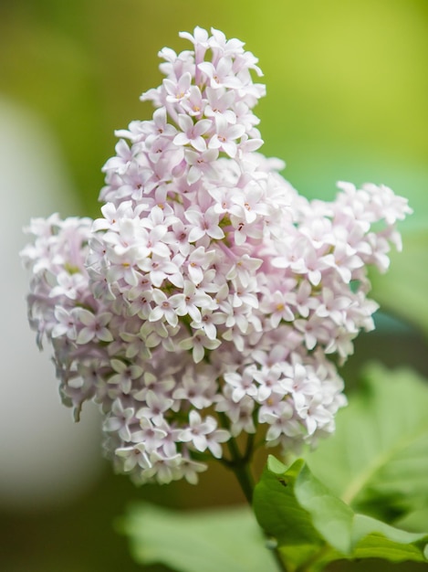 Photo close-up of white flowering plant