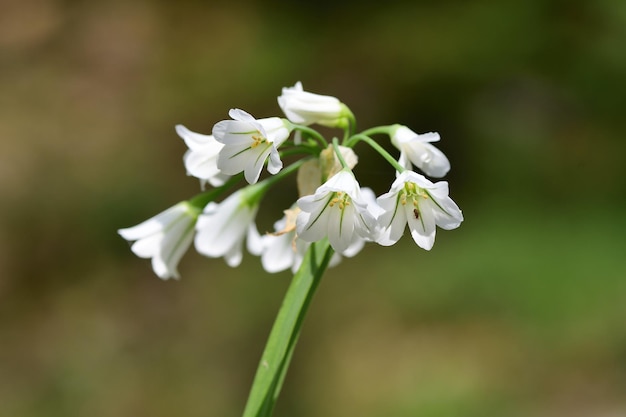 Photo close-up of white flowering plant