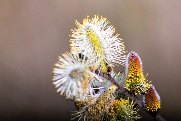 Photo close-up of white flowering plant