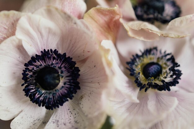 Foto prossimo piano di una pianta a fiori bianchi