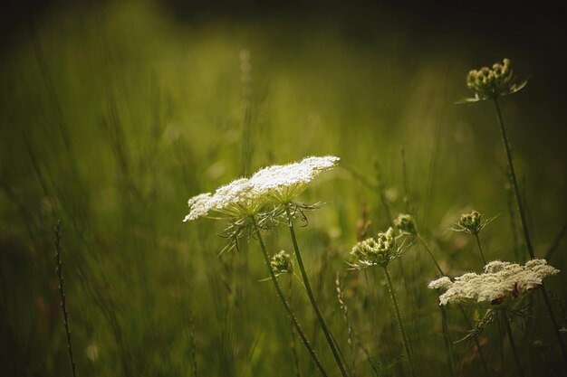 Foto prossimo piano di una pianta a fiori bianchi