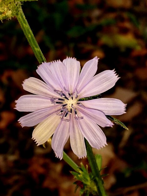 Photo close-up of white flowering plant