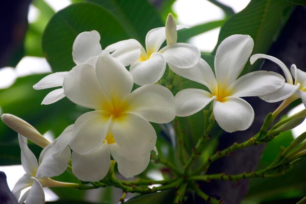 白い花を ⁇ かせる植物のクローズアップ