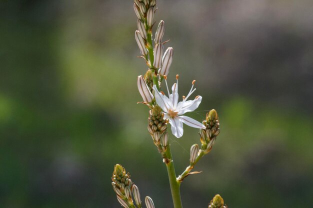 Foto prossimo piano di una pianta a fiori bianchi