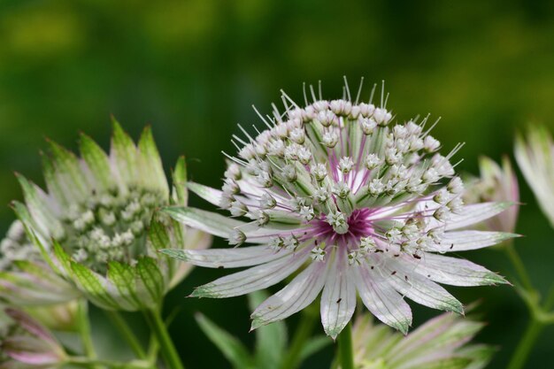 Foto prossimo piano di una pianta a fiori bianchi