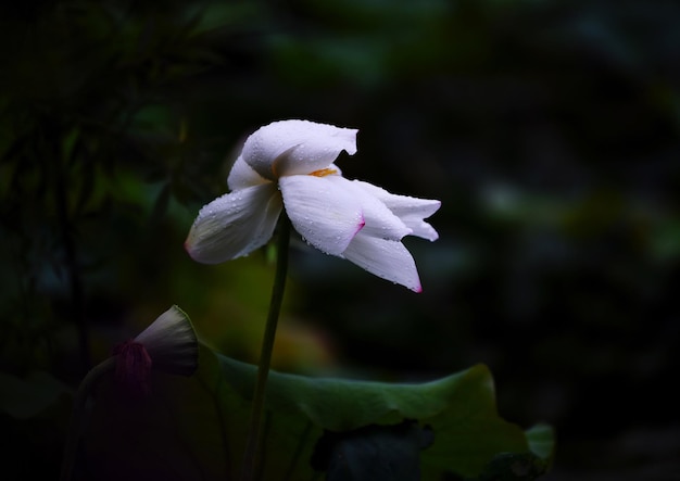 白い花の植物のクローズアップ
