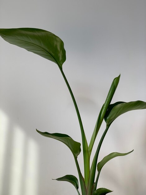 Photo close-up of white flowering plant