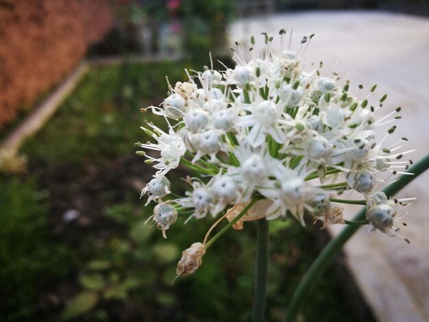 Close-up of white flowering plant