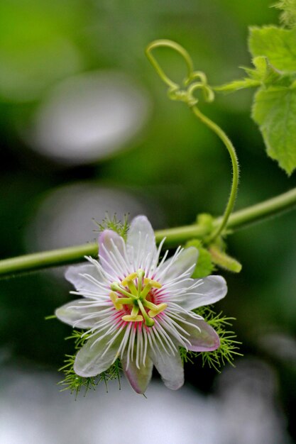 Close-up of white flowering plant