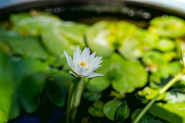 白い花の植物のクローズアップ