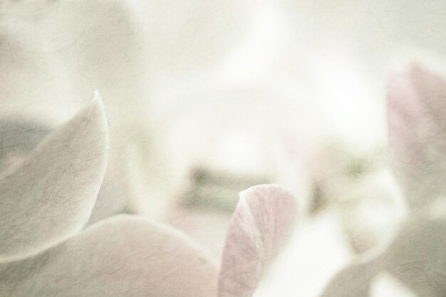 Photo close-up of white flowering plant