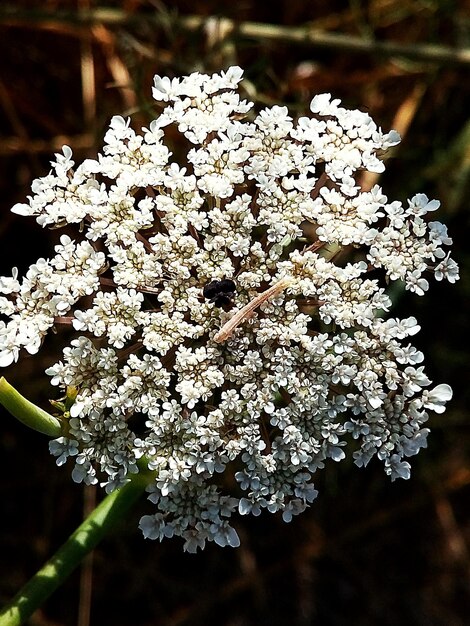 Close-up of white flowering plant