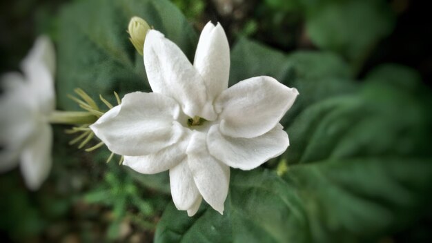 Foto prossimo piano di una pianta a fiori bianchi