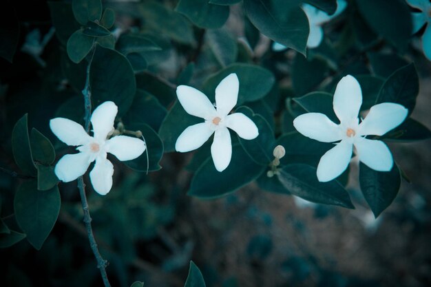 Close-up of white flowering plant