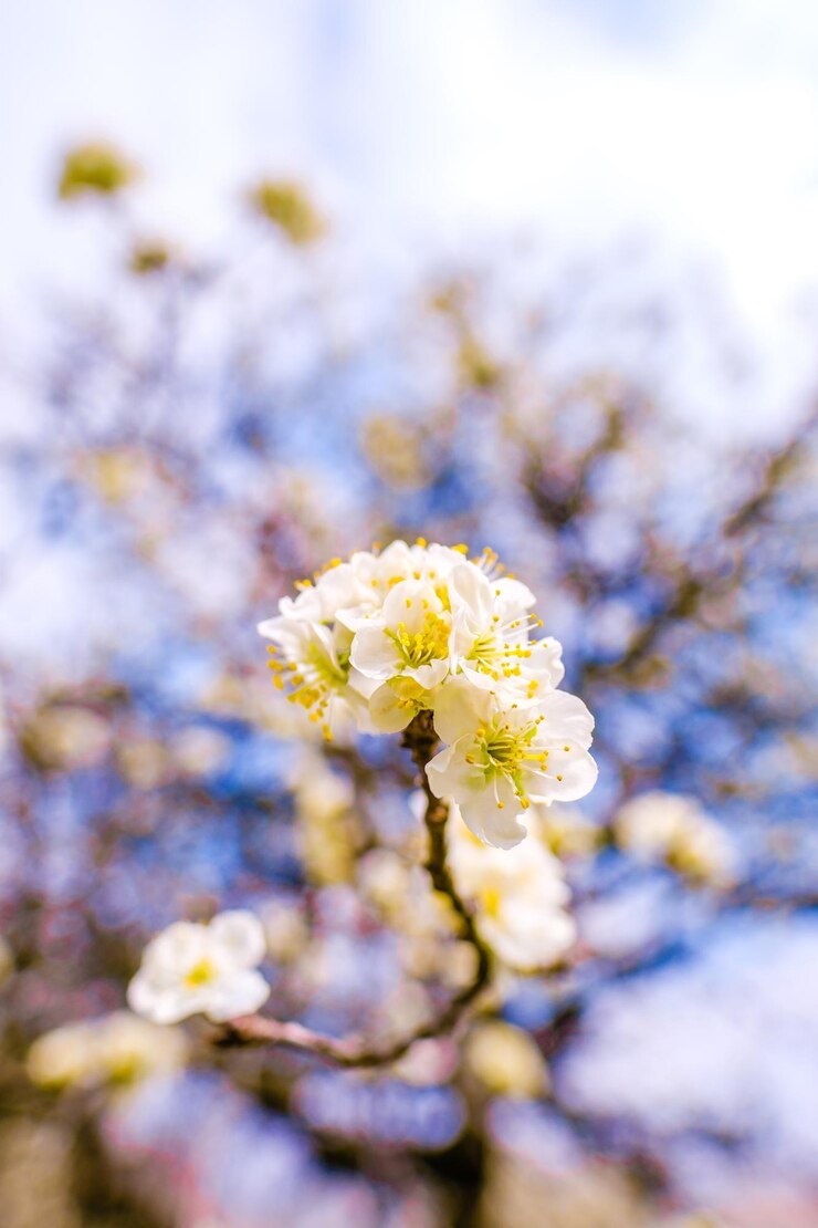 Photo 白い花の植物のクローズアップ