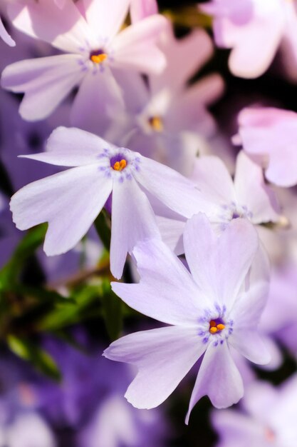 Photo close-up of white flowering plant