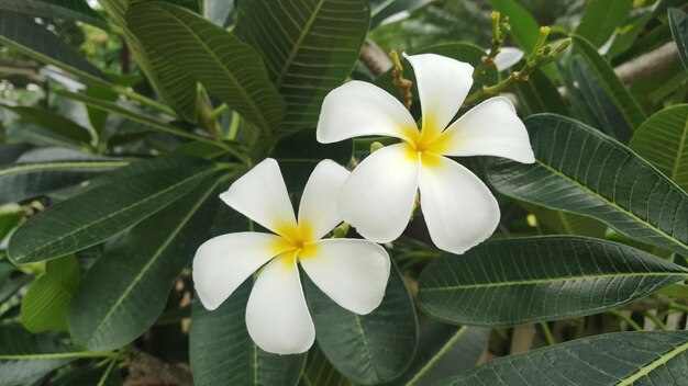 Close-up of white flowering plant