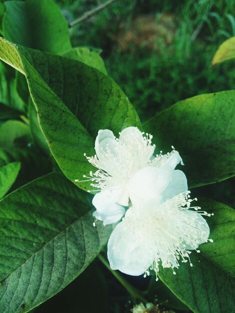 Close-up of white flowering plant