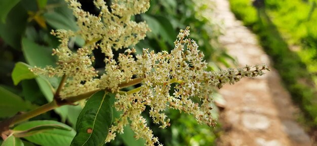 Foto prossimo piano di una pianta a fiori bianchi