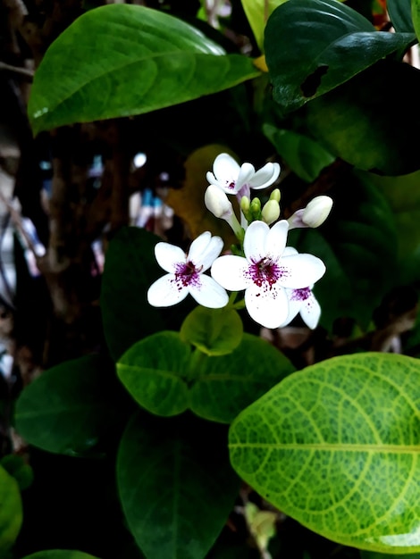 Foto prossimo piano di una pianta a fiori bianchi