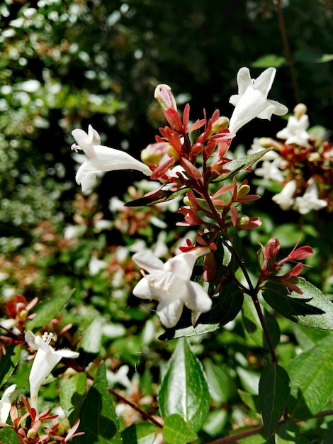 Photo close-up of white flowering plant