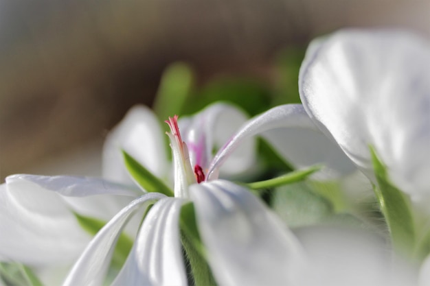 白い花の植物のクローズアップ