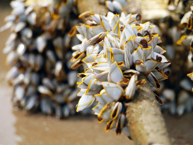 Photo close-up of white flowering plant