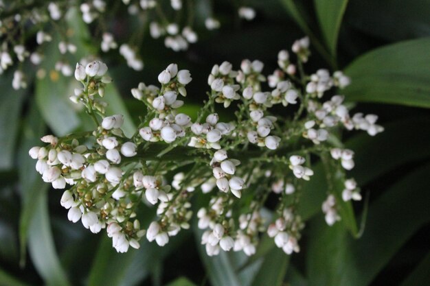 Photo close-up of white flowering plant