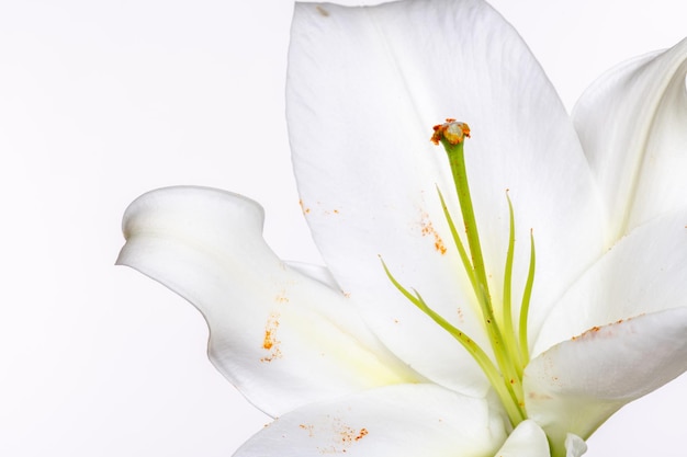 Foto close-up di una pianta a fiori bianchi.