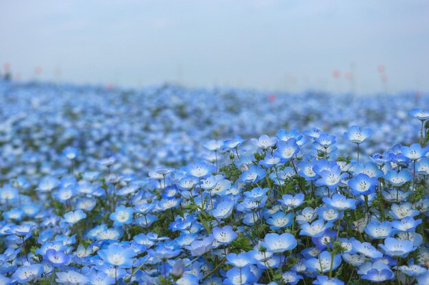 Photo close-up of white flowering plant