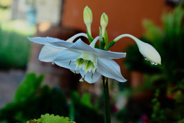 Foto close-up di una pianta a fiori bianchi.