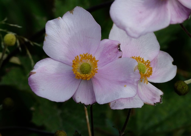 Foto prossimo piano di una pianta a fiori bianchi