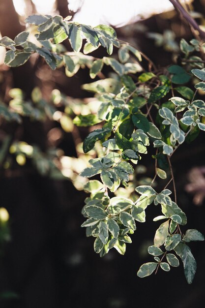 Photo close-up of white flowering plant