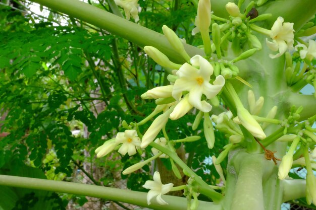 白い花の植物のクローズアップ