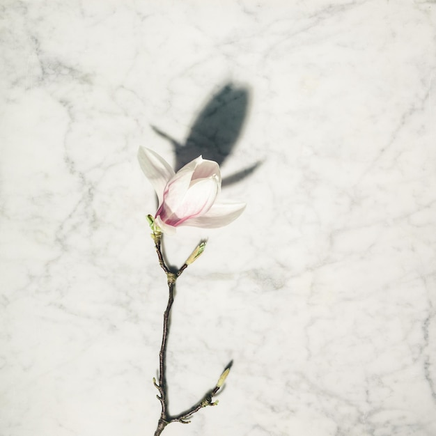 Photo close-up of white flowering plant