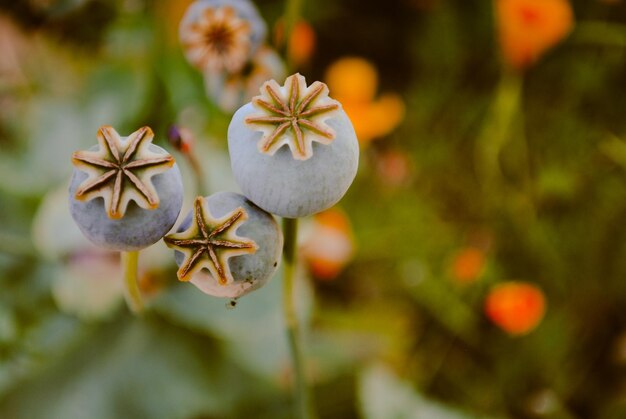 Photo close-up of white flowering plant