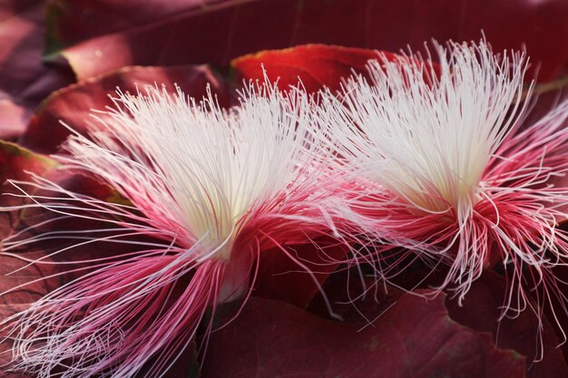 Photo close-up of white flowering plant