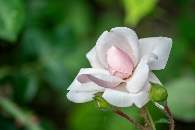 Close-up of white flowering plant