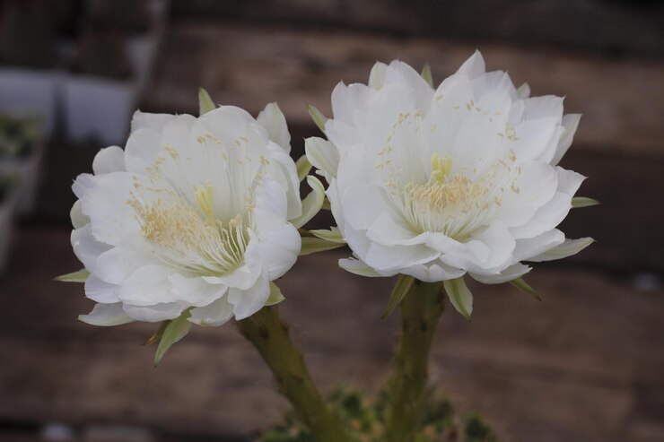 Photo 白い花の植物のクローズアップ