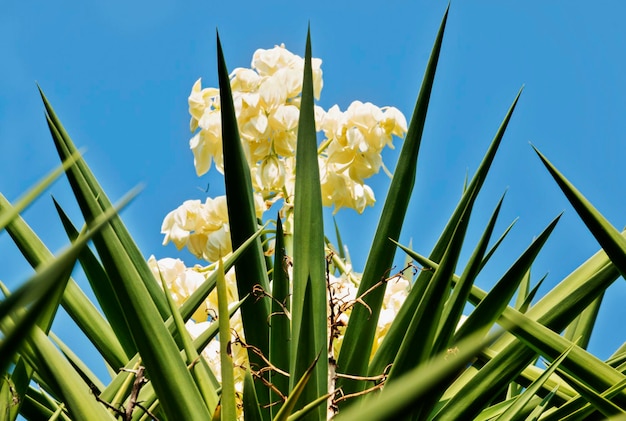 Close-up of white flowering plants against blue sky