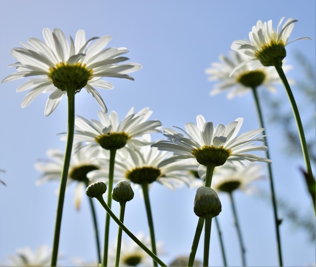 Foto close-up di piante bianche a fiori contro il cielo