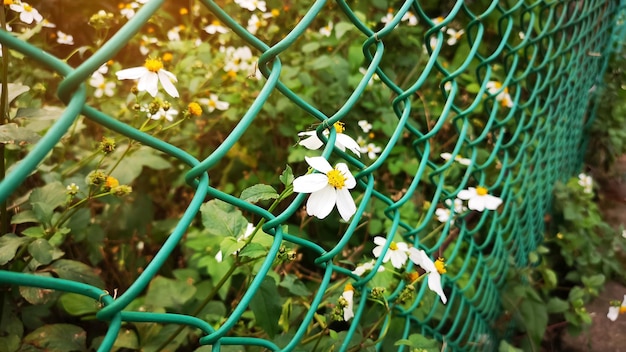 Photo close-up of white flowering plants climbing on green wiremesh fence