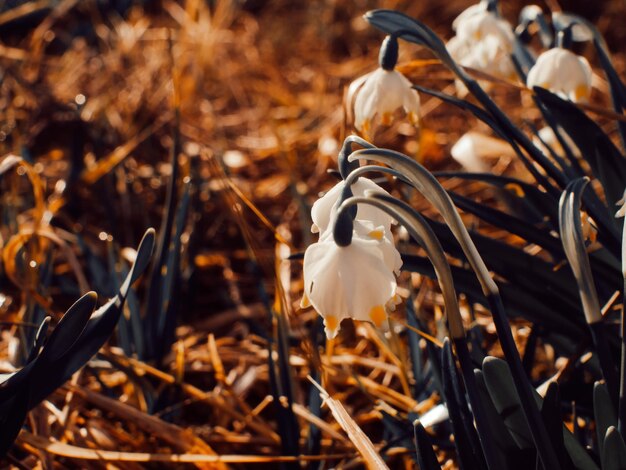 Close-up of white flowering plants on field