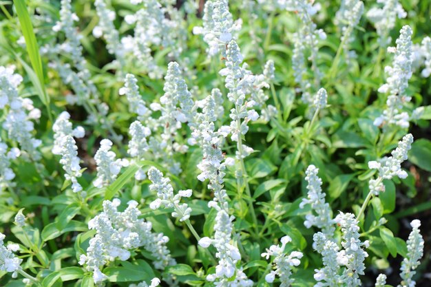 Close-up of white flowering plants on field