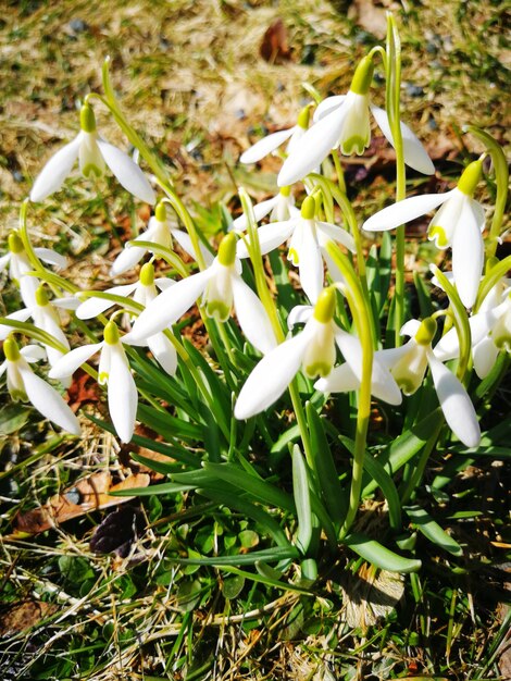 Foto close-up di piante a fiori bianchi sul campo