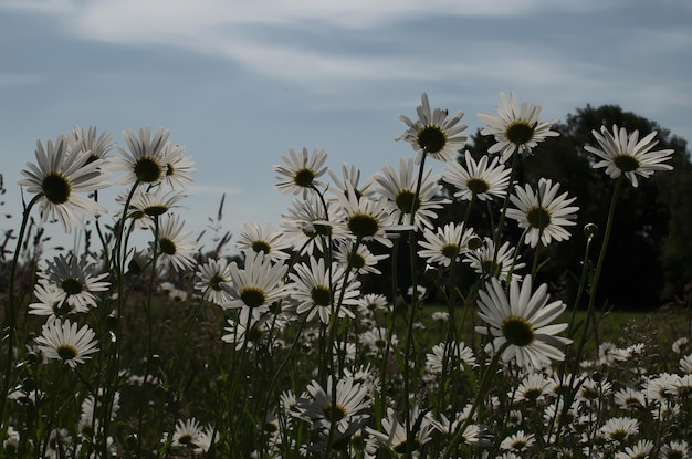 Foto close-up di piante a fiori bianchi sul campo