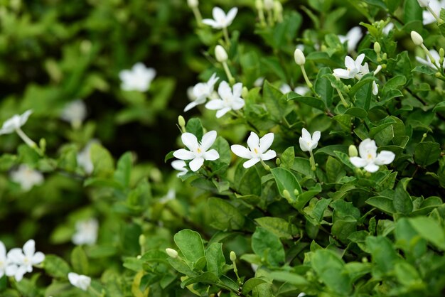 Close-up of white flowering plants on field