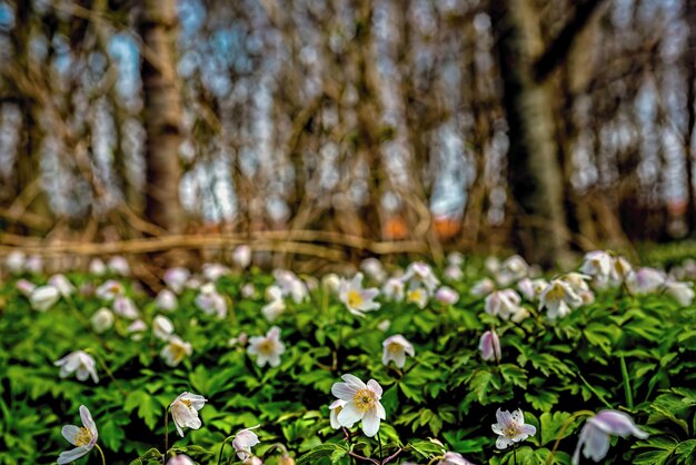 Foto close-up di piante a fiori bianchi sul campo