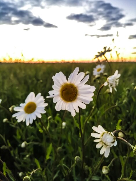 Close-up of white flowering plants on field