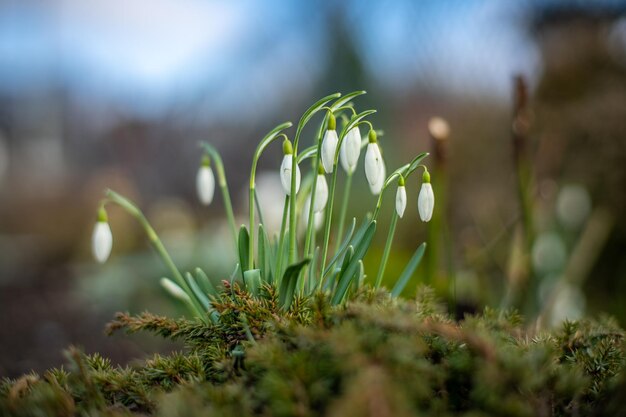 Photo close-up of white flowering plants on field